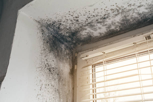 Trusted Commercial Mold Remediation service in Central Lake, MI - Cheap Mold Removal